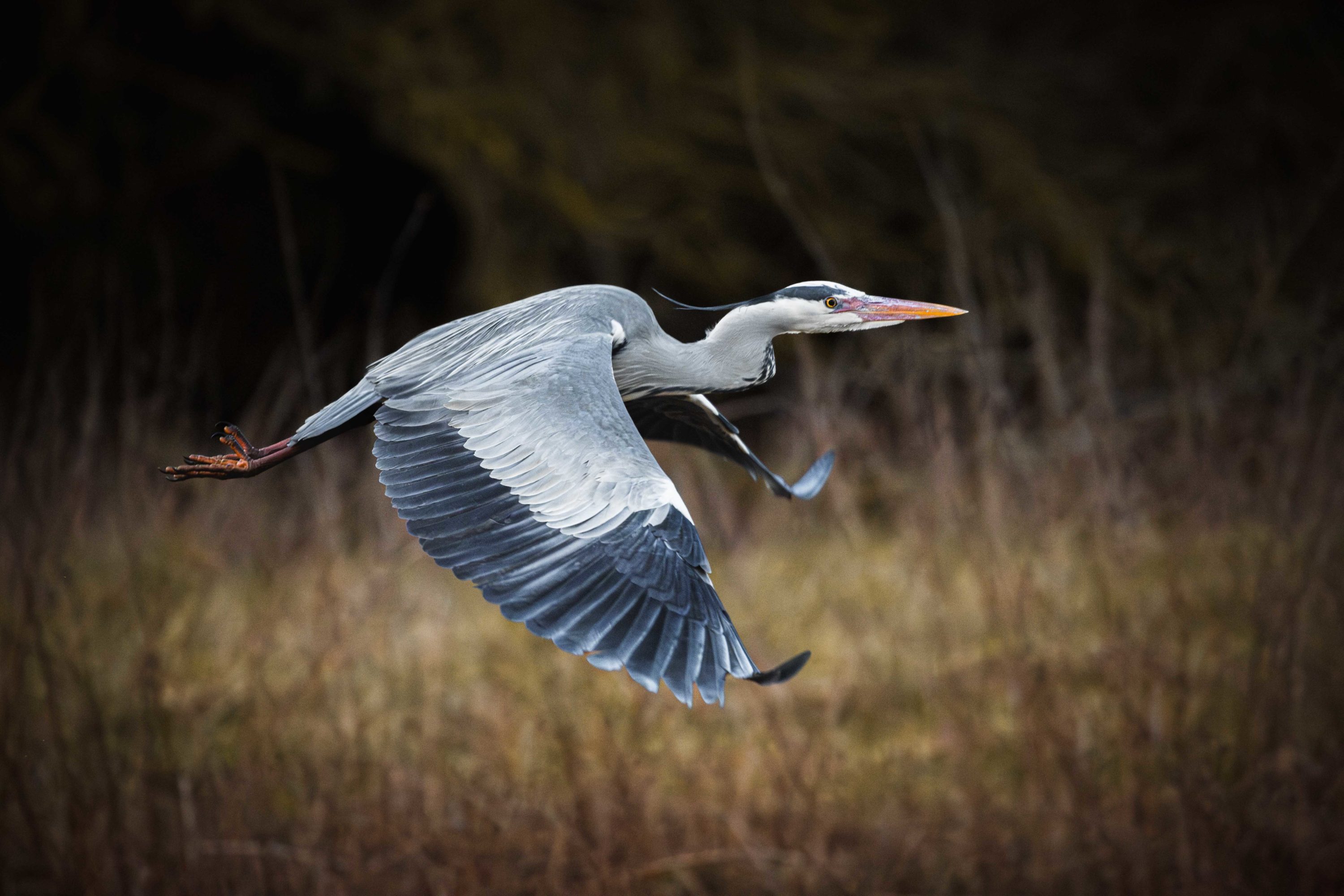Heron in flight wing curl